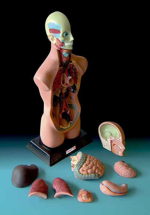 Anatomisk torso - halv størrelse